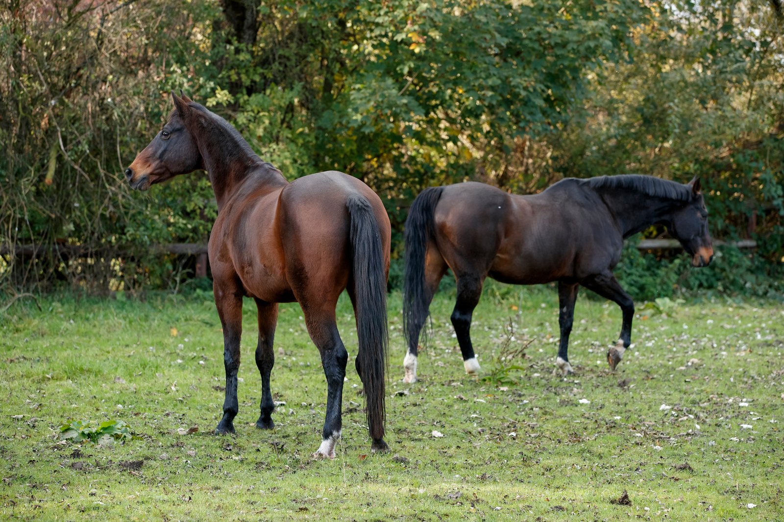 Was wächst denn da? Weiden mit Bergahorn sollten im Frühjahr und im Herbst tunlichst gemieden werden!
Foto: sportfotos-lafrentz.de