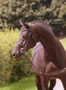 A Sad Day at Elmarshausen Estate—Tambour Has Passed Away