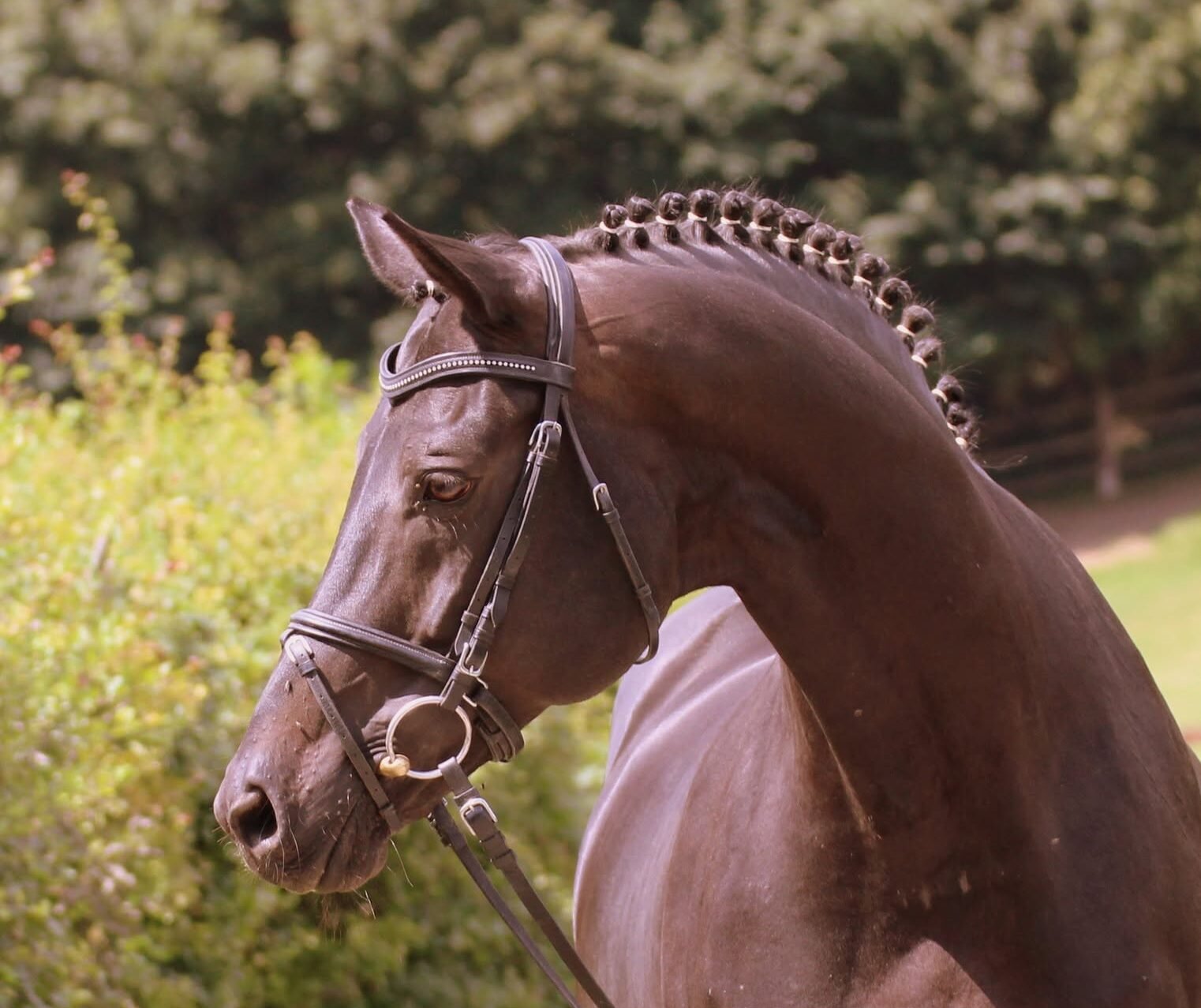 Trakehner Elitehengst Tambour.
Foto: Facebook.com/Gut Elmarshausen