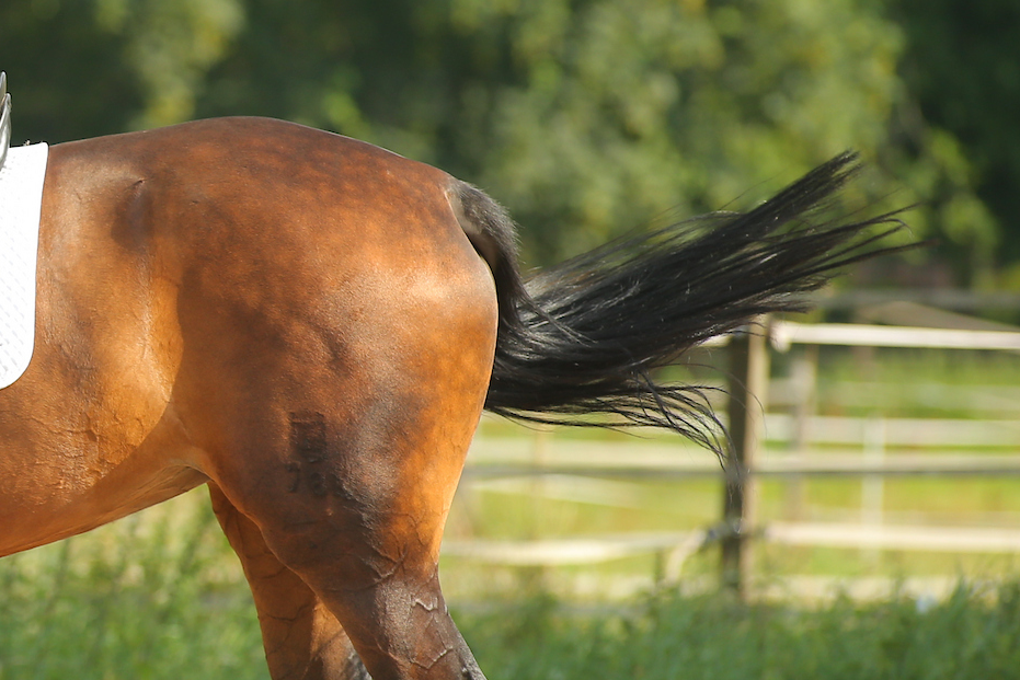 Nur eine Fliege? Oder Indikator für schlechtes Reiten? Praxis und Theorie bei der Beurteilung von Abwehrverhalten, das Pferde unter dem Sattel zeigen, können unterschiedlicher Meinung sein. Foto: sportfotos-lafrentz.de