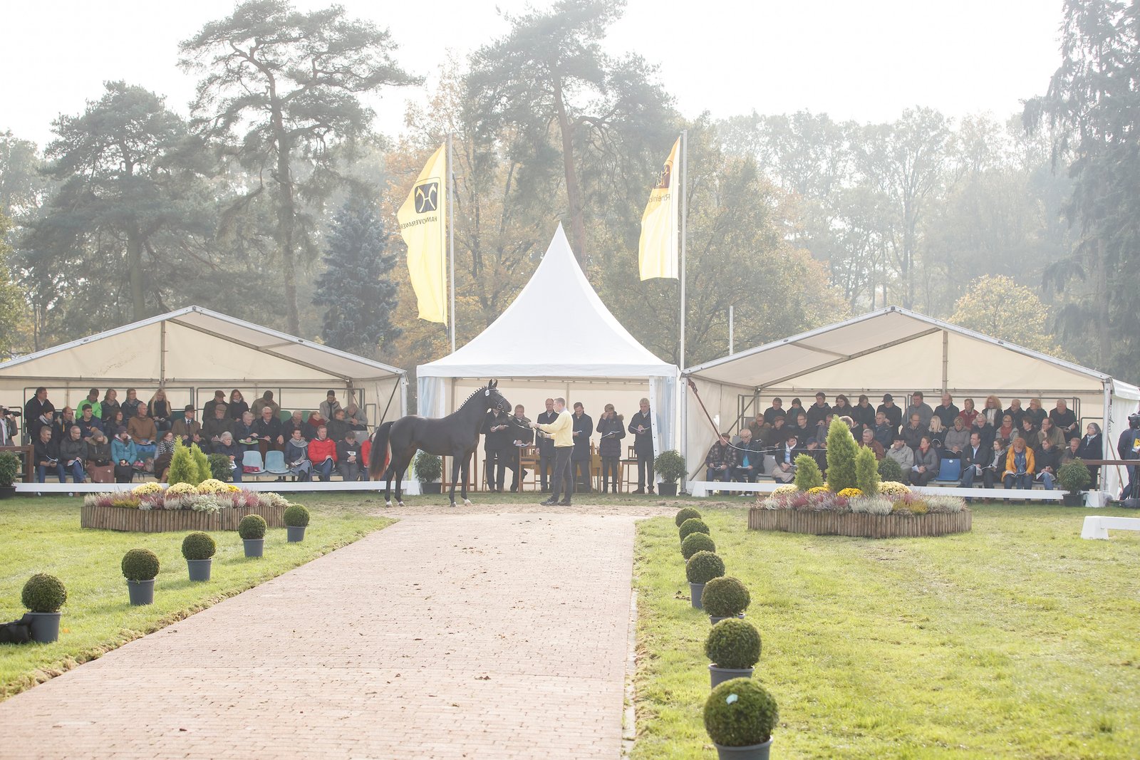 Ermitage Kalone dominiert auch Hannoveraner Springhengstkörung