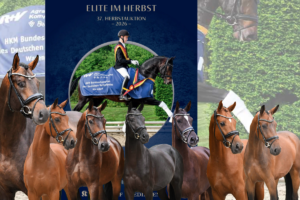 Auktion Klosterhof Medingen: Bundeschampion und Dressurtalente vom Feinsten im Angebot PLUS Masterclass mit Benjamin Werndl