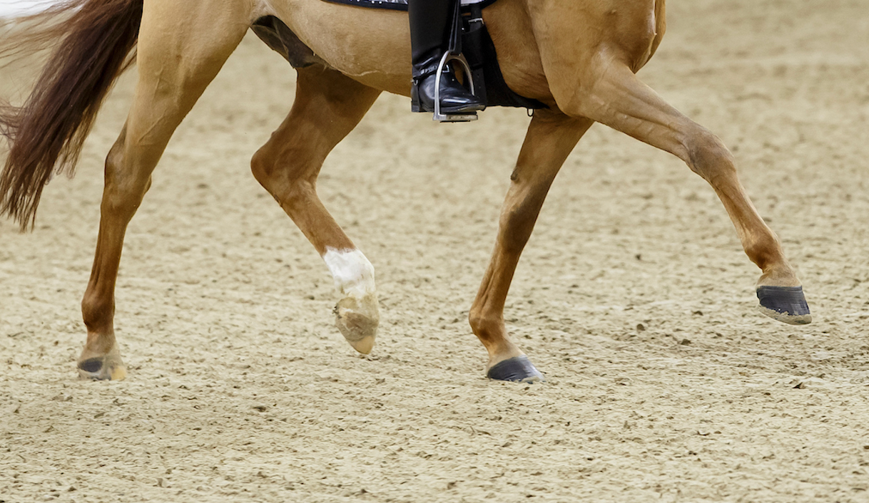 Symbolfoto Pony Dressur
Foto: Sportfotos-lafrentz.de