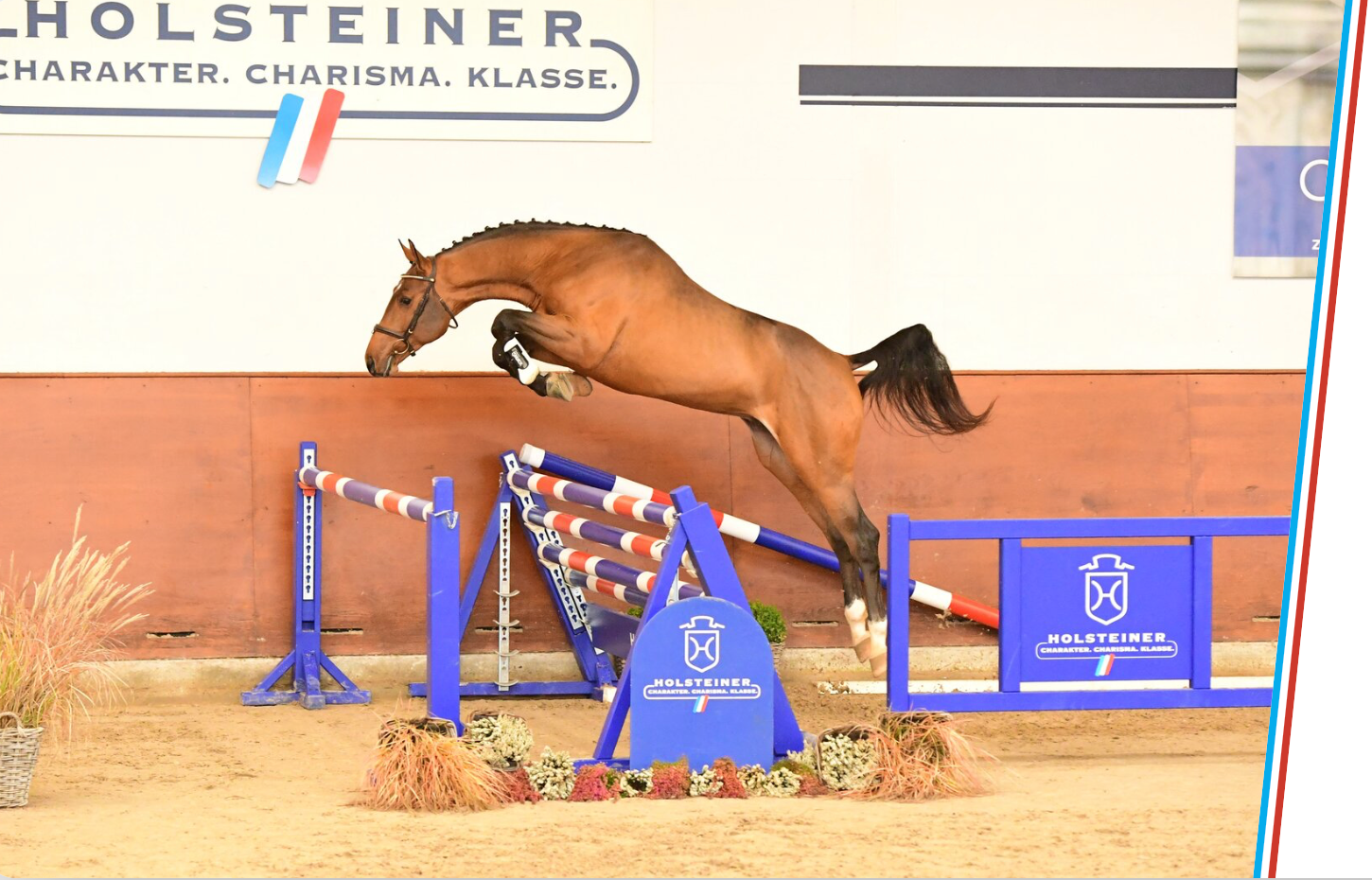 Symbolfoto Holsteiner Körung.
Foto: holsteiner-verband.de