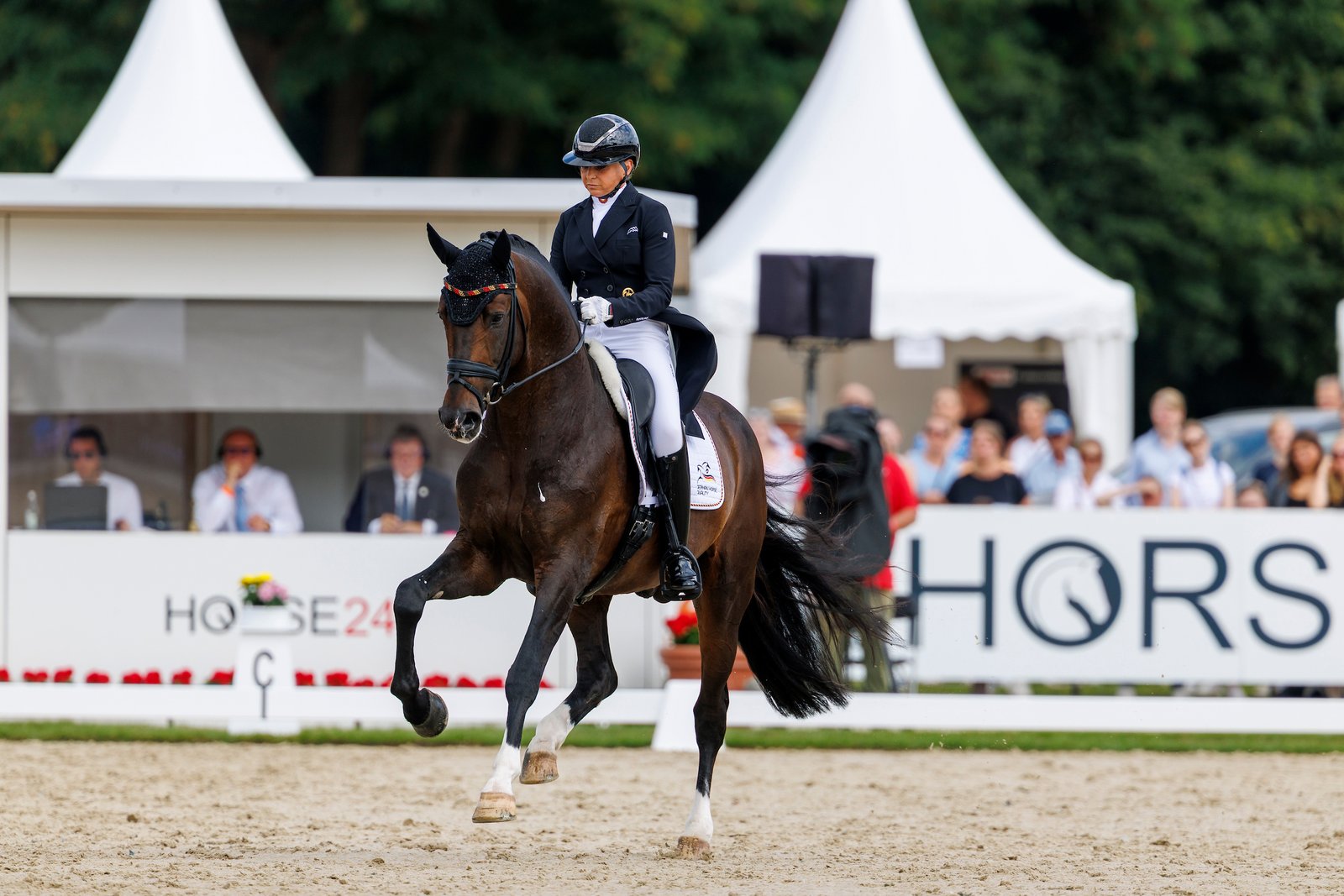 Segantini FRH, neutered; goal: elite competition